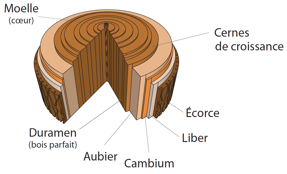 Aubier | Bois+ Le Bouvet