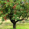 Le cerisier : un arbre majoritairement élevé pour faire des fruits, pas du bois.