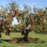 Le pommier : un arbre majoritairement élevé pour faire des fruits, pas du bois.